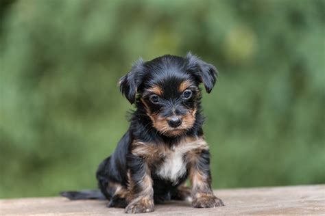 Chocolate - Yorkie 0. . Puppies for free near me craigslist